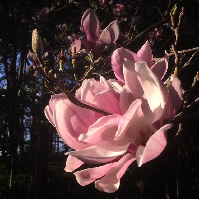 Magnolia soaking up some winter sunshine #365 #flower #wintersunshine