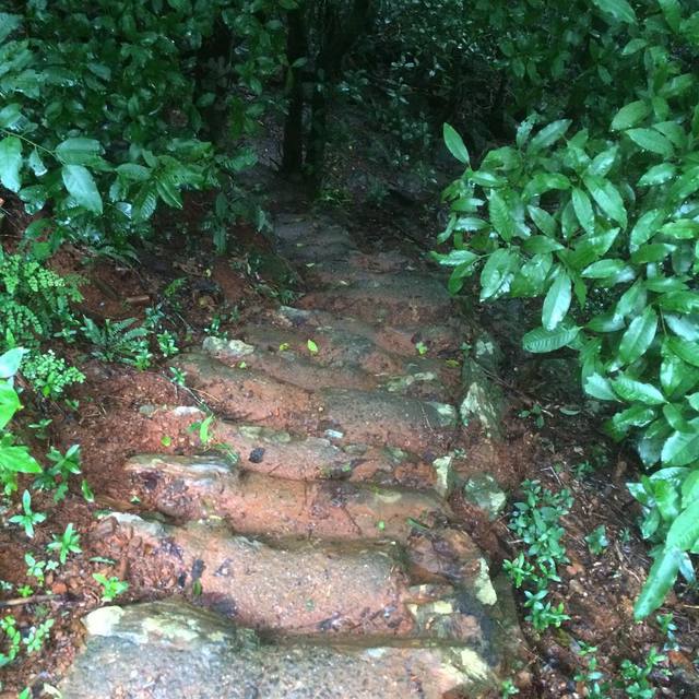 Stairway down into the rainforest
#nature #stairway #track #rainforest #365