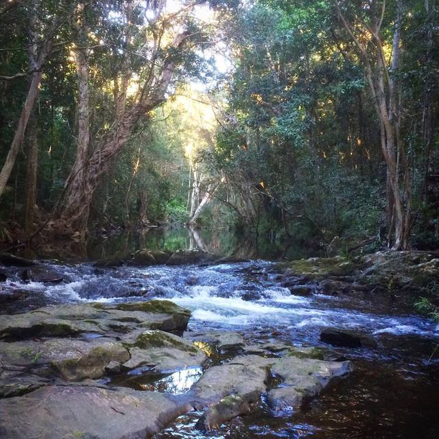 Sisters backyard
#tranquility #waterfalls #reflections #nature #peace #rocks #water #rainforest #beenoffline #365